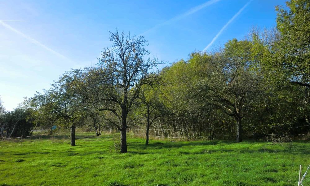 Ansicht von Osten